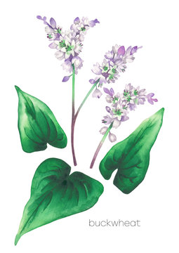 Watercolor set of buckwheat flowers and leaves