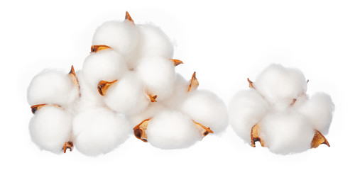 Cotton flowers on white background