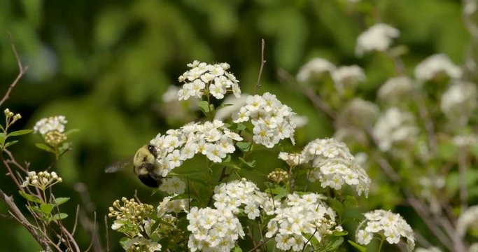 Bumblebee dangles on white spirea bridal wreath flowers