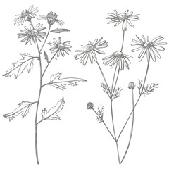 Chamomile or daisy flower. Botanical illustration. Good for cosmetics, medicine, treating, aromatherapy, nursing, package design, field bouquet. Hand drawn wild hay flowers.