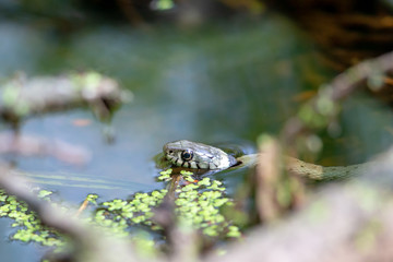 Grass snake (Natrix natrix) swimming in a small creek in the nature protection area Moenchbruch near Frankfurt, Germany.