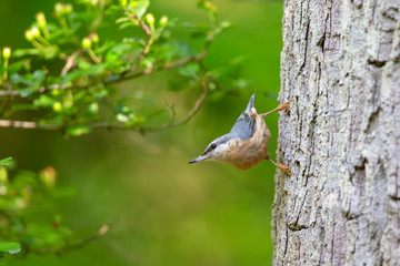 Eurasian nuthatch (Sitta europaea) sitting on a tree trunk in the nature protection area Moenchbruch near Frankfurt, Germany.