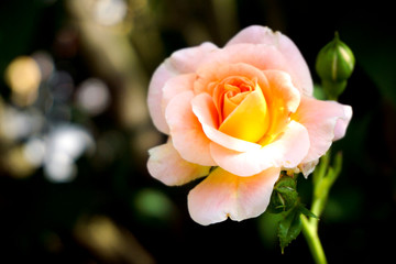 Rosafarbene Rose mit unscharfem Hintergrund