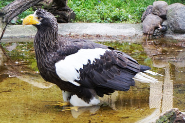 Steller's Sea Eagle as big bird