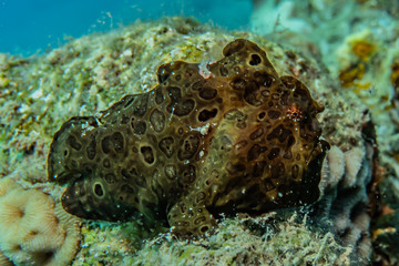Frog fish in the Red Sea Colorful and beautiful, Eilat Israel