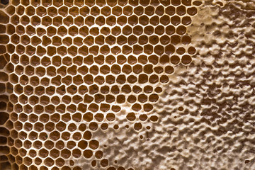 honey comb on the table. Top view. Honey background.