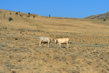 Fototapeta na wymiar Cows grazing on the mountainside, Georgian landscape