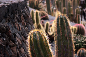 Lanzarote