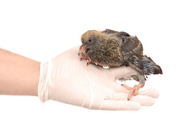 Baby bird of a pigeon in a hand. Isolated on a white background