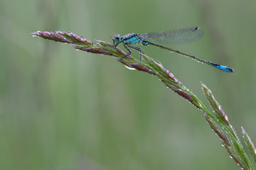 Große Pechlibelle