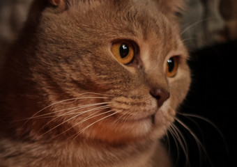 Magnificent brown british cat, closeup. Pure breed british cat on the sofa. 