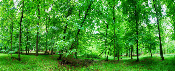 Fototapeta na wymiar Green forest and grass with trees