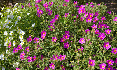 Zistrosen mit pinkfarbenen und weißen Blüten
