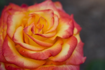 Obraz na płótnie Canvas Beautiful red and orange rose flower in garden. Blooming rose on unfocused background. Floral love and romance symbol. Summer blossom concept. Colorful rose flower closeup. Red and yellow rose.
