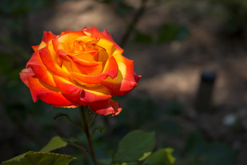 Beautiful red and orange rose flower in garden. Blooming rose on unfocused background. Floral love and romance symbol. Summer blossom concept. Colorful rose flower closeup. 