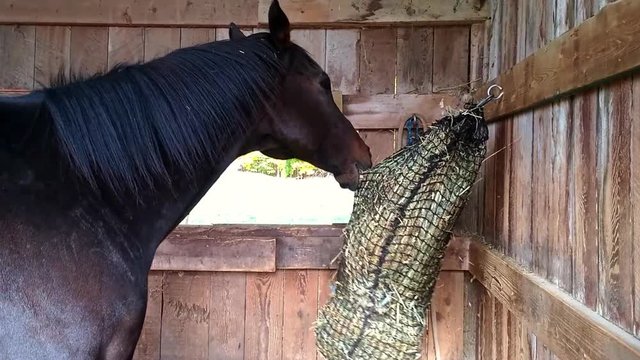 Closeup of dark bay thoroughbred gelding eating from slow feeder hay net in outdoor wooden shelter on a sunny day