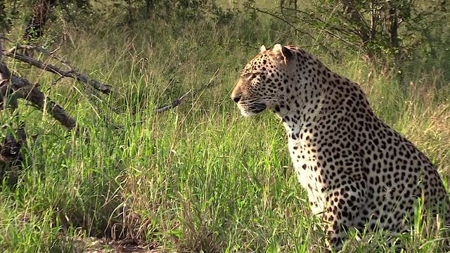 Close up of a leopard lurking close to a warthog burrow. Greater Kruger South Africa. Flat plane. Zoom out. Side view
