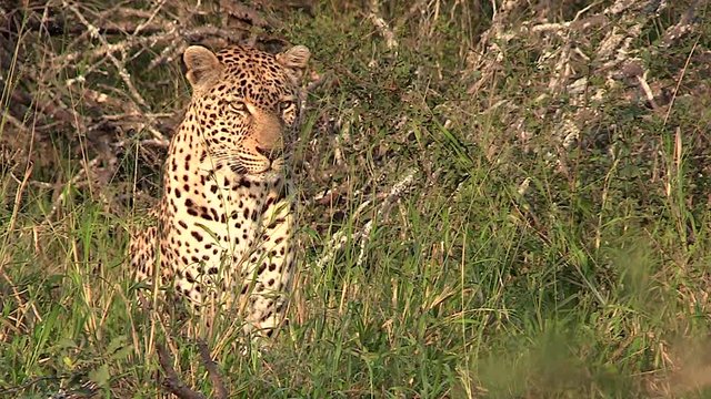 Close up of a leopard sitting and waiting close to a warthog burrow. Greater Kruger South Africa. Flat plane. Zoom in