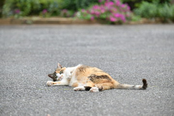 寝転ぶ猫