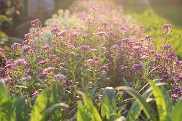 field of purple flowers