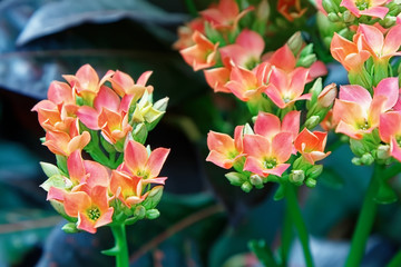The inflorescences of an exotic plant of small red-orange flowers