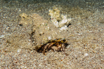 Bristled Hermit Crab in the Red Sea Colorful and beautiful, Eilat Israel