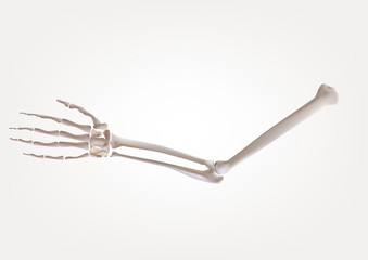 Skeleton in human hands, isolated on a white background Medical illustration, 3D illustration