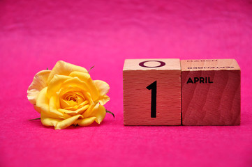 1 April on wooden blocks with a yellow rose on a pink background