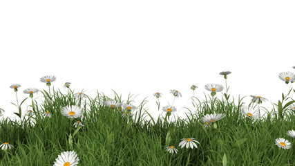 3D landscape with daisies and buttercups