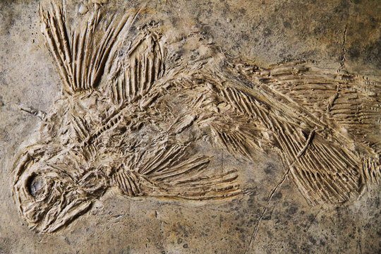 Latimeria Fish Fossil