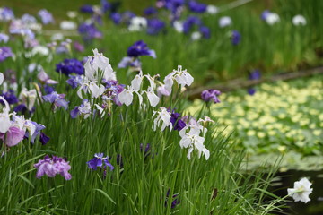 Obraz na płótnie Canvas Japanese iris around water lily pond.