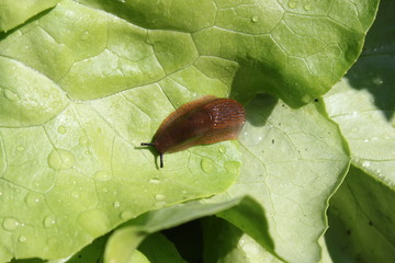 Schnecke auf einem Salatblatt