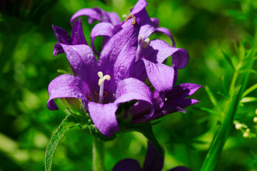 Knäuel-Glockenblume (Campanula glomerata), Büschel-Glockenblume