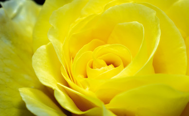 close up of a yellow rose