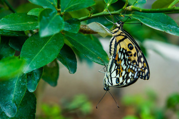 Butterflies are breeding on green leaves in garden