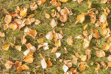 The first autumn days.