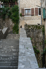 Fototapeta na wymiar Ancient stairs in Old town Kotor. Medieval stone staircase between apartment buildings in the old town center of Montenegro. Cats in the street waiting for food in a wall