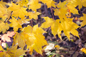 Yellow maple leaves.