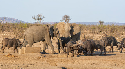 Busy Watering Hole