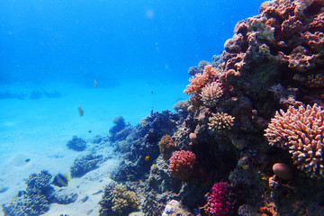 coral reef in egypt