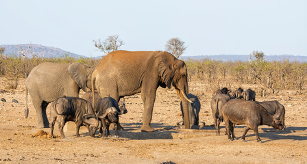 Busy Watering Hole