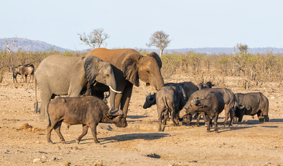Fototapeta premium Busy Watering Hole