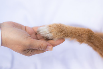 dog paw touches human hand