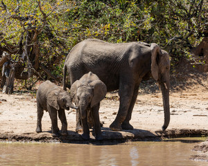 Fototapeta premium Elephants At A Watering Hole