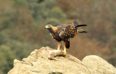 An adult royal eagle in its habitat with a prey