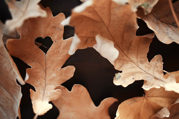 autumn heart on oak yellow leaf / heart symbol in autumn decoration, concept autumn love, walk in the park