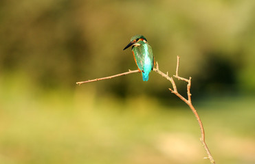 A fisherman martin poses on the branch of a tree