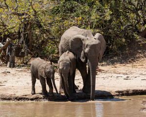 Fototapeta premium Elephants At A Watering Hole