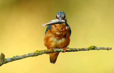 A fisherman martin poses on the branch of a tree