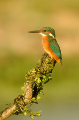 Fototapeta premium A fisherman martin poses on the branch of a tree